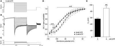 Depletion of ATP Limits Membrane Excitability of Skeletal Muscle by Increasing Both ClC1-Open Probability and Membrane Conductance